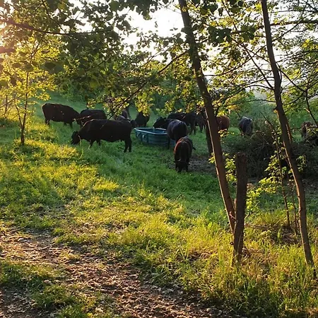 Vilă View Daesti
